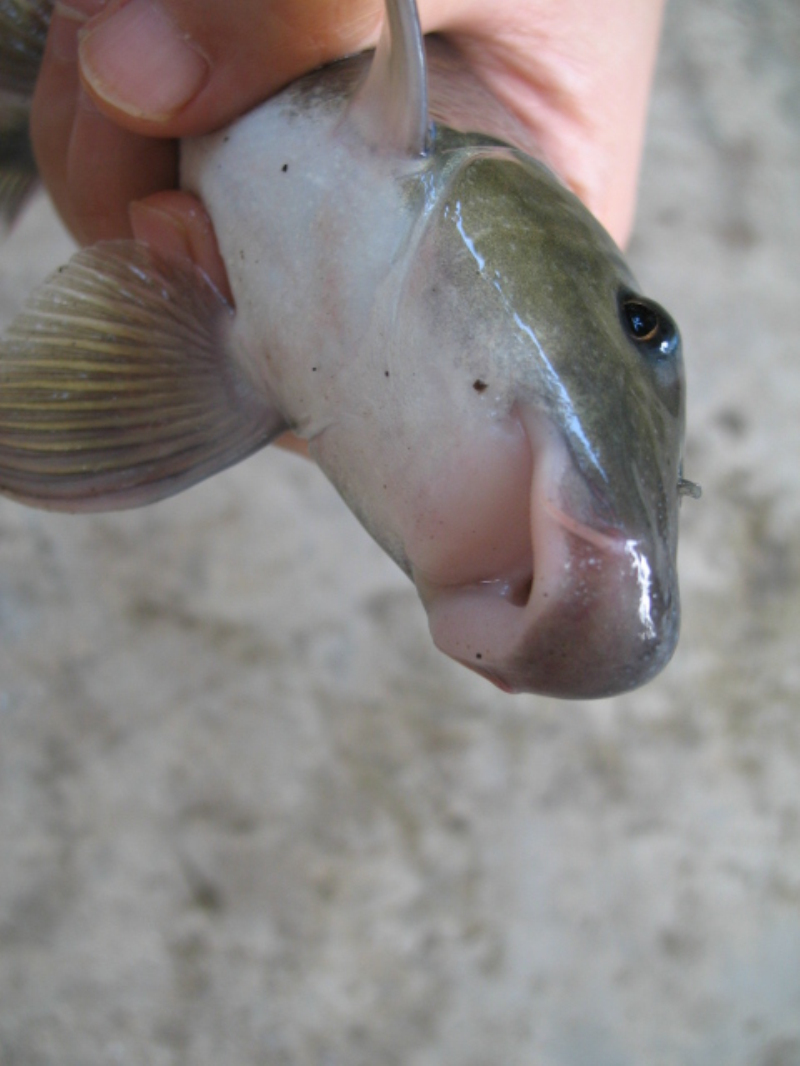  p>唇鲮(学名: i>semilabeo notabilis /i>)是鲤科,唇鲮属鱼类.