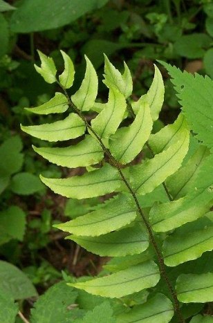  p>拟贯众,植株高76-90厘米.