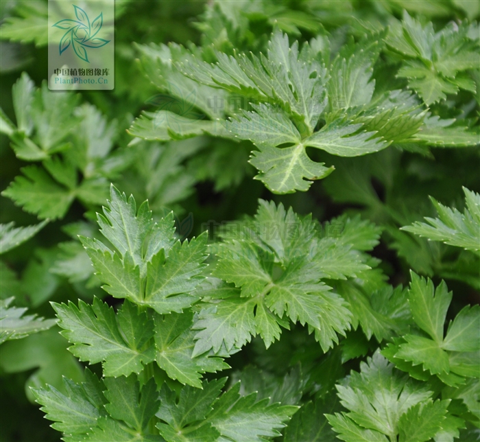  p>香芹(学名:petroselinum crispum)为伞形科欧芹属的二年生草本植物