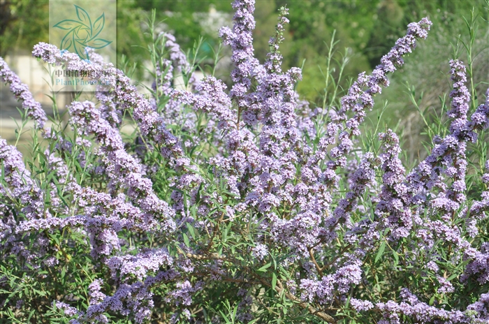  p>互叶醉鱼草(学名:buddleja alternifolia maxim),醉鱼草属.