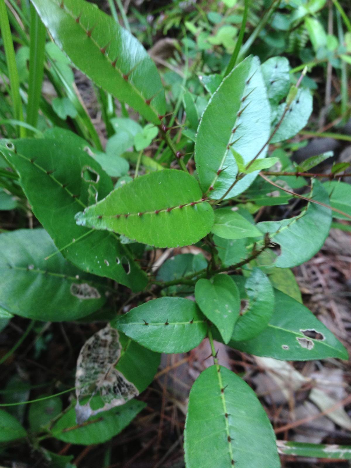 id="1520017">灌木 /a>,高2-3米,是 a href="#">榖木属 /a>下的一个种