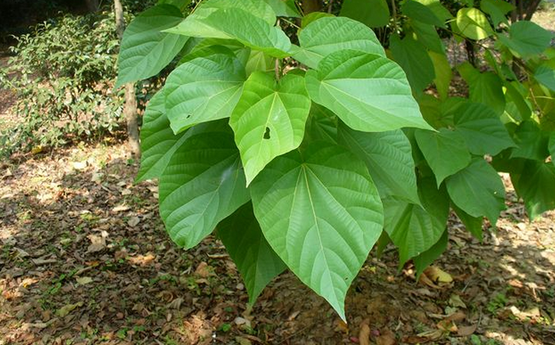  p>海南椴(学名: i>hainania trichosperma /i> merr.