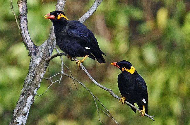 common hill myna