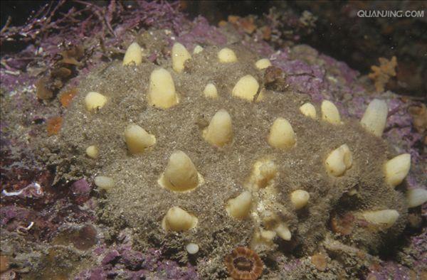  p>多孔动物(porifera)主要是在海洋中营固着生活的一类单体或群体