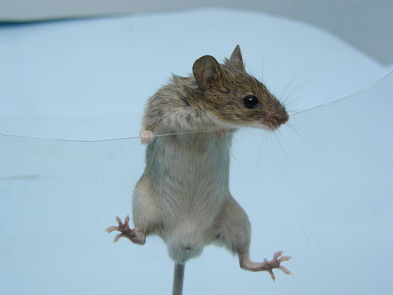  p>褐家鼠(学名 i>: /i> i>rattus norvegicus /i>),也称为褐鼠,大家