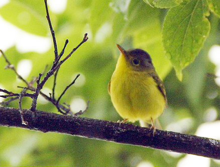  p data-id="gnvgvlgnfm">金眶鹟莺(学名: i>seicercus burkii /i>)