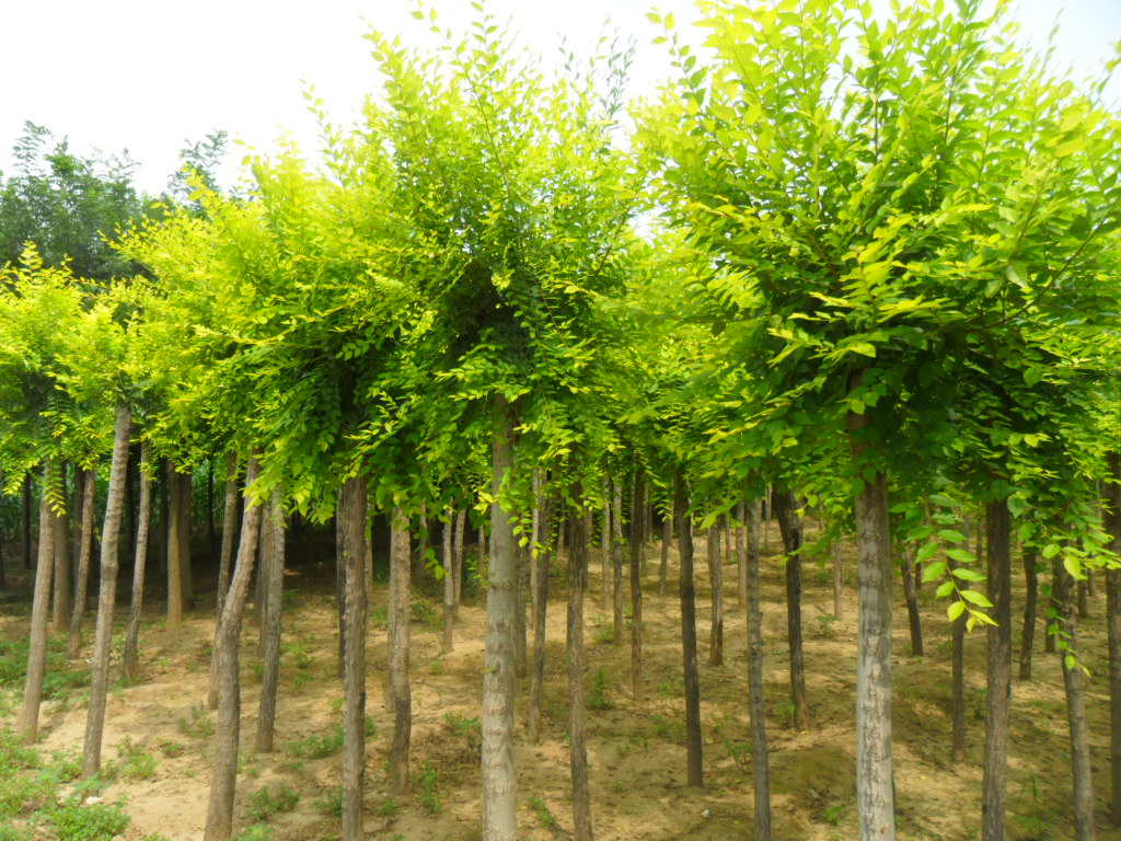  p> a target="_blank" href="/item/乔木/33239" data-lemmaid="