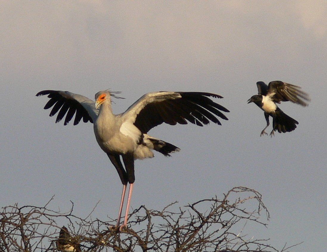  p>蛇鹫[shé, jiù],学名: i>sagittarius serpentarius  /i>(j. f.