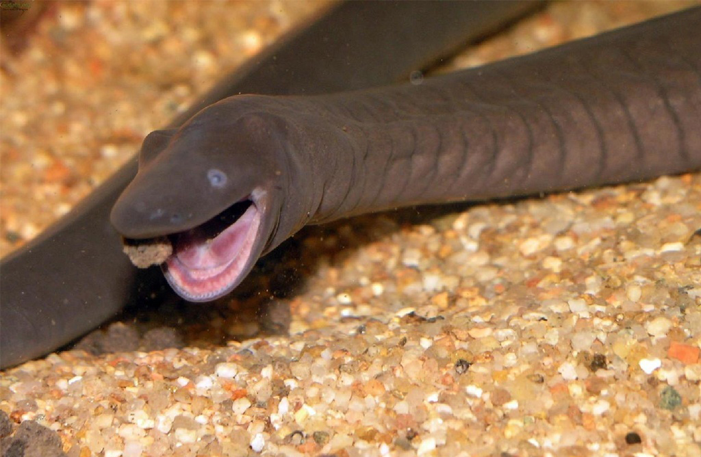  p>蚓螈,裸蛇目( a href="#" data-lemmaid="957740">蚓螈目 /a>