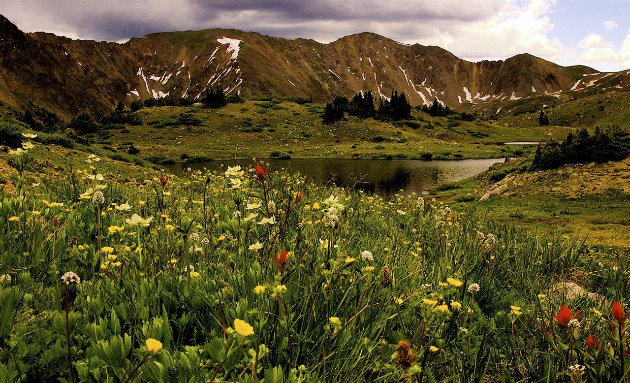 高山苔原