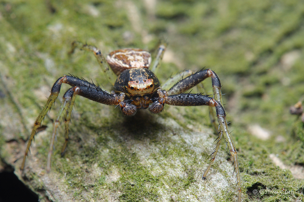  p>波纹花蟹蛛, i>xysticus croceus  /i>(fox, 1937),为蜘蛛目