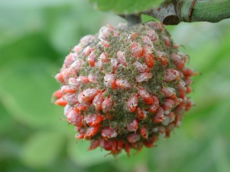 构（桑科构属植物）_百度百科