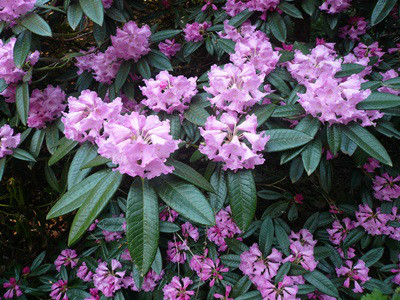  p>银叶杜鹃(学名: i>rhododendron argyrophyllum /i> franch.