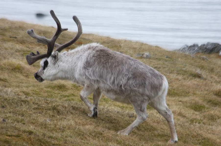  p>斯瓦尔巴德群岛驯鹿(学名:rangifer tarandus platyrhynchus)是