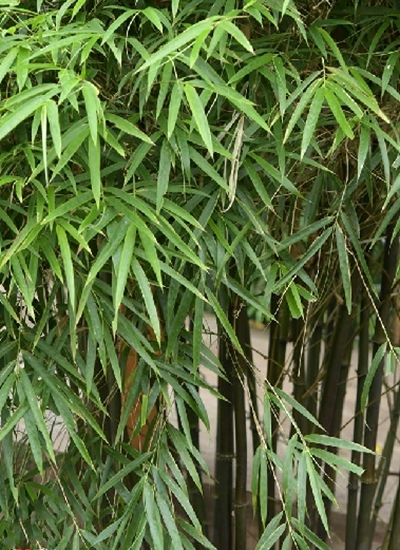 chimonocalamus delicatus hsueh et yi