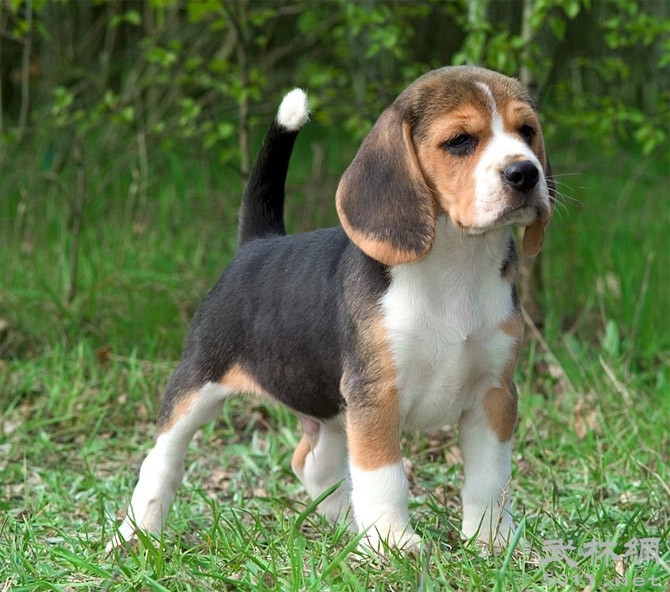 米格鲁猎兔犬