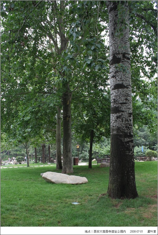  p>河北杨(学名: i> i>populus hopeiensis /i>  /i>hu et chow i>  