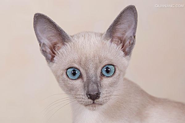tonkinese