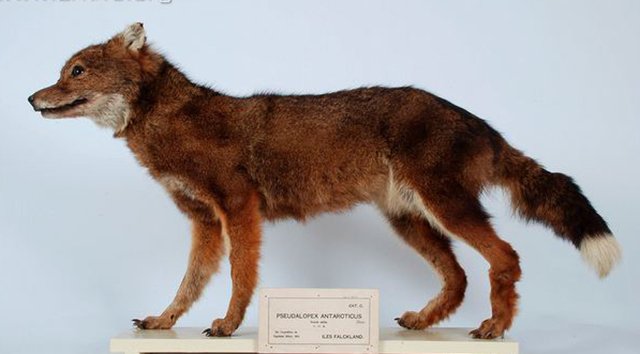 falkland islands wolf