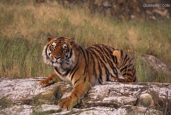 ">老虎 /a>的 a target="_blank" href="/item/指名亚种/6857012"