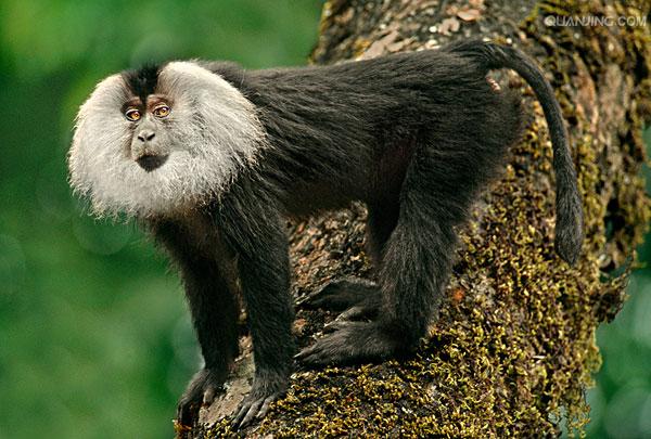 liontail macaque