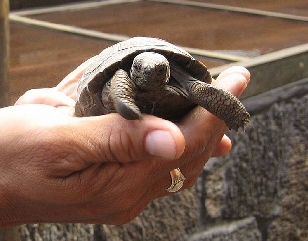  p>加拉帕戈斯象龟内格拉火山亚种是一个物种,体长1.