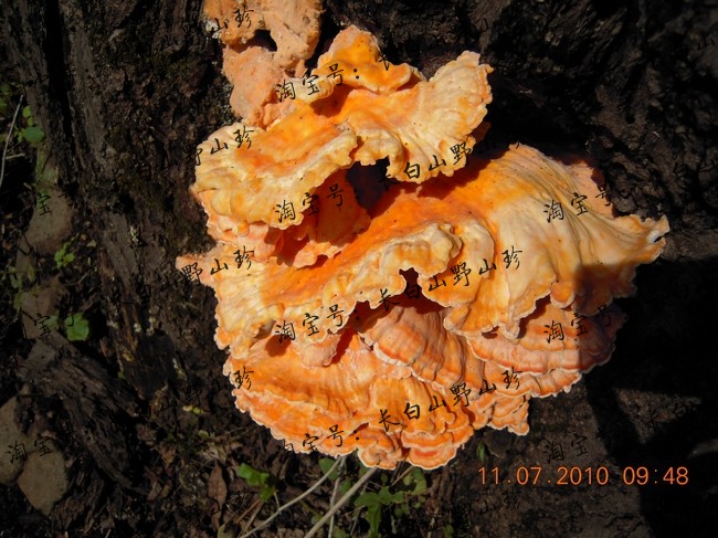 硫磺菌又名 a target=" blank" href=" item 硫磺 488553" data