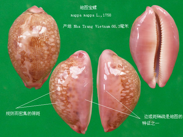  p>地理宝螺(学名:leporicypraea geographica geographica)是腹足纲
