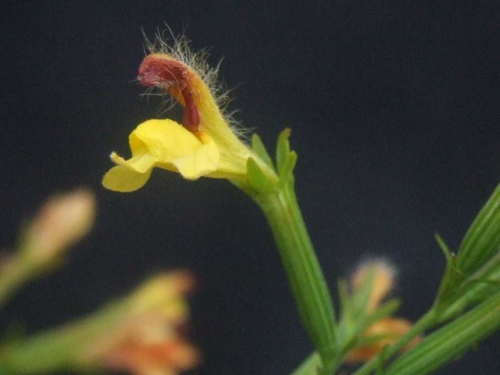 siphonostegia chinensis benth.