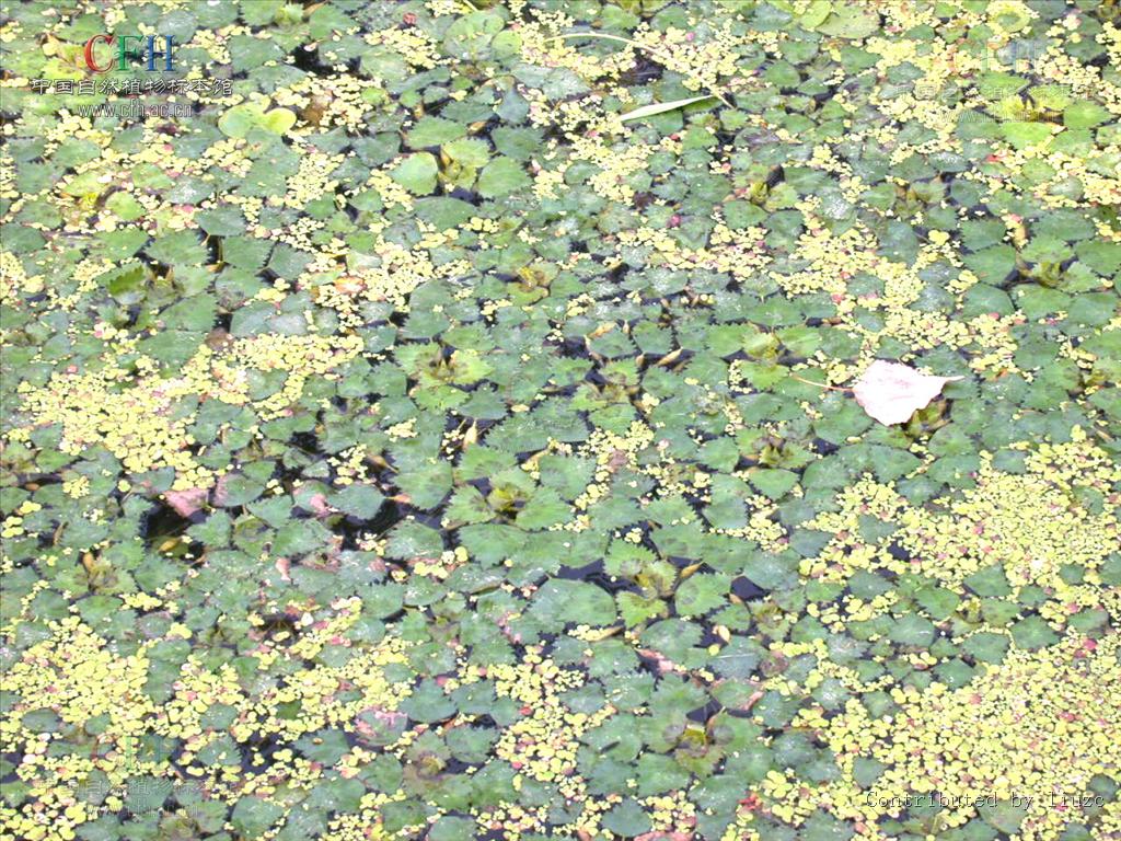  p> a href="#">八瘤菱 /a>,拉丁文名:trapa octotuberculata miki.