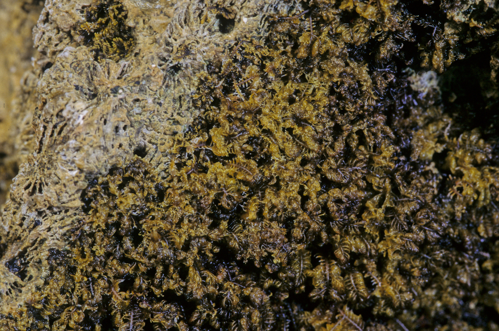 ="/item/中心纲">中心纲 /a>,合形藻目或中心硅藻目,直链藻科的一属