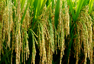  p>巴优99,籼型三系杂交水稻,重庆大学,中国科学院遗传与发育生物学