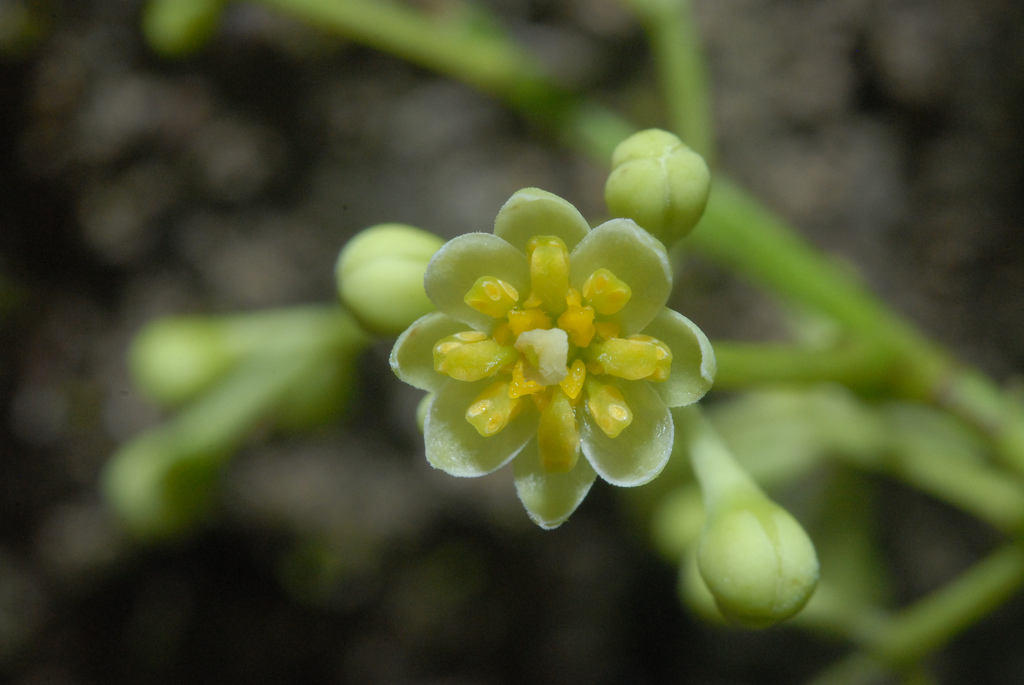  p>肉桂(拉丁学名: i>cinnamomum cassia /i> i>  /i>presl)是樟科,樟