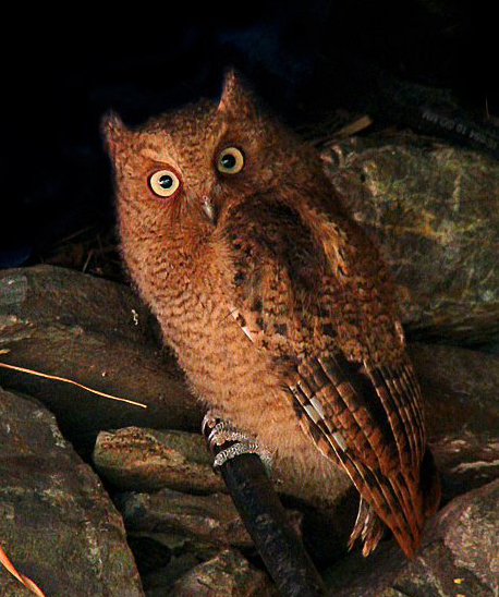 喜马拉雅山黄嘴角鸮