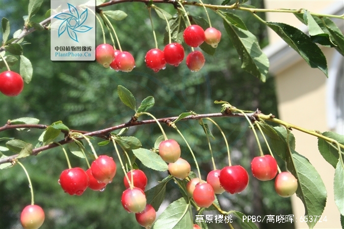  p>草原樱桃(学名: i>cerasus fruticosa /i>  (pall.) g. woron.