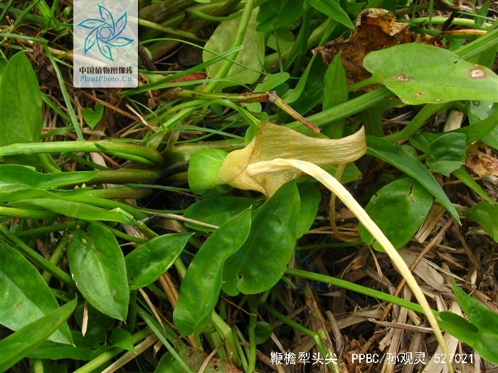  p>鞭檐犁头尖(学名: i>typhonium flagelliforme /i> (lodd.