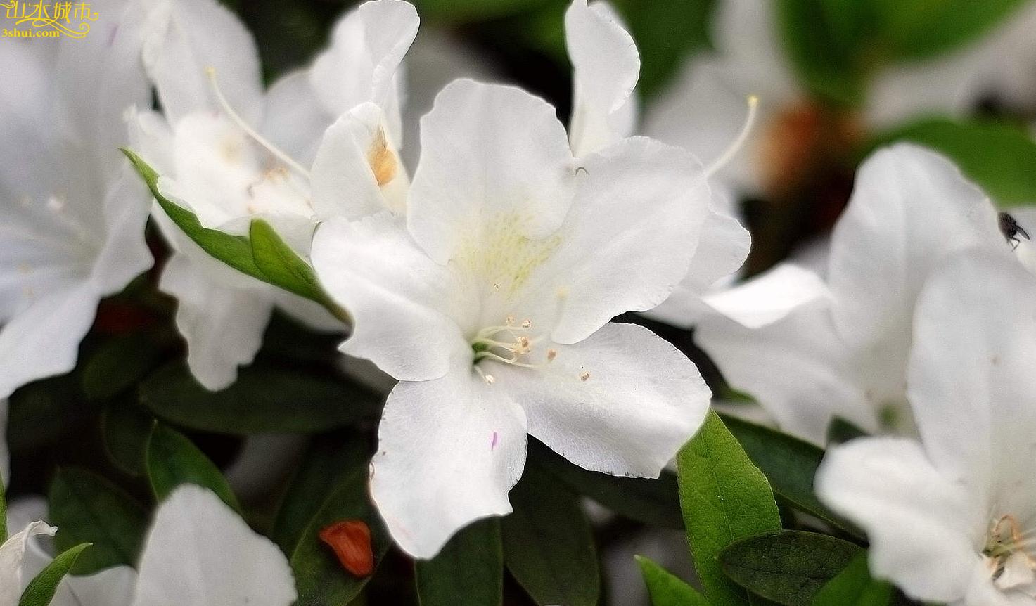  p>白花杜鹃(学名: i>rhododendron mucronatum /i> (blume) g.