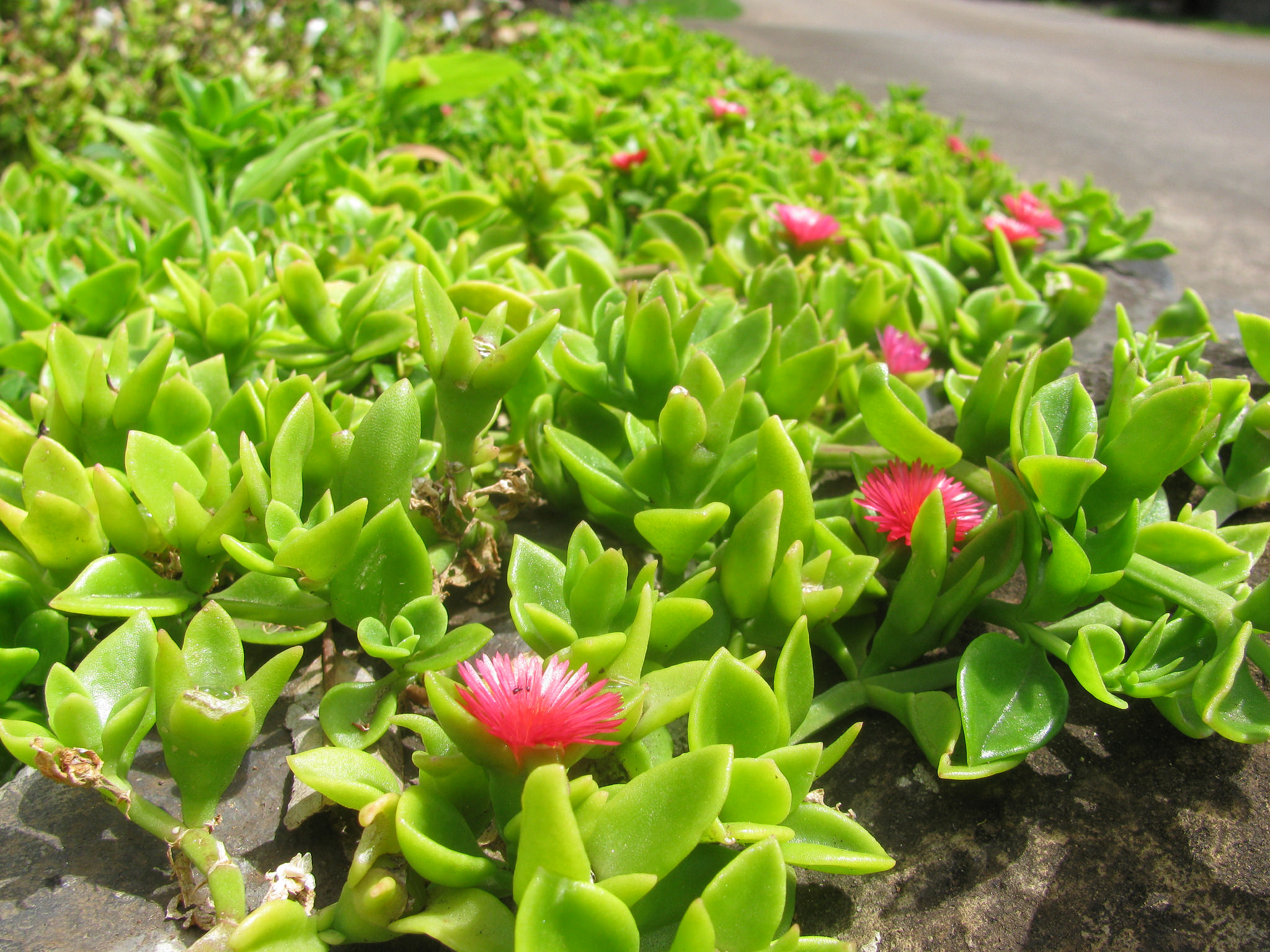  p>心叶日中花(学名: i>mesembryanthemum cordifolium /i> l. f.