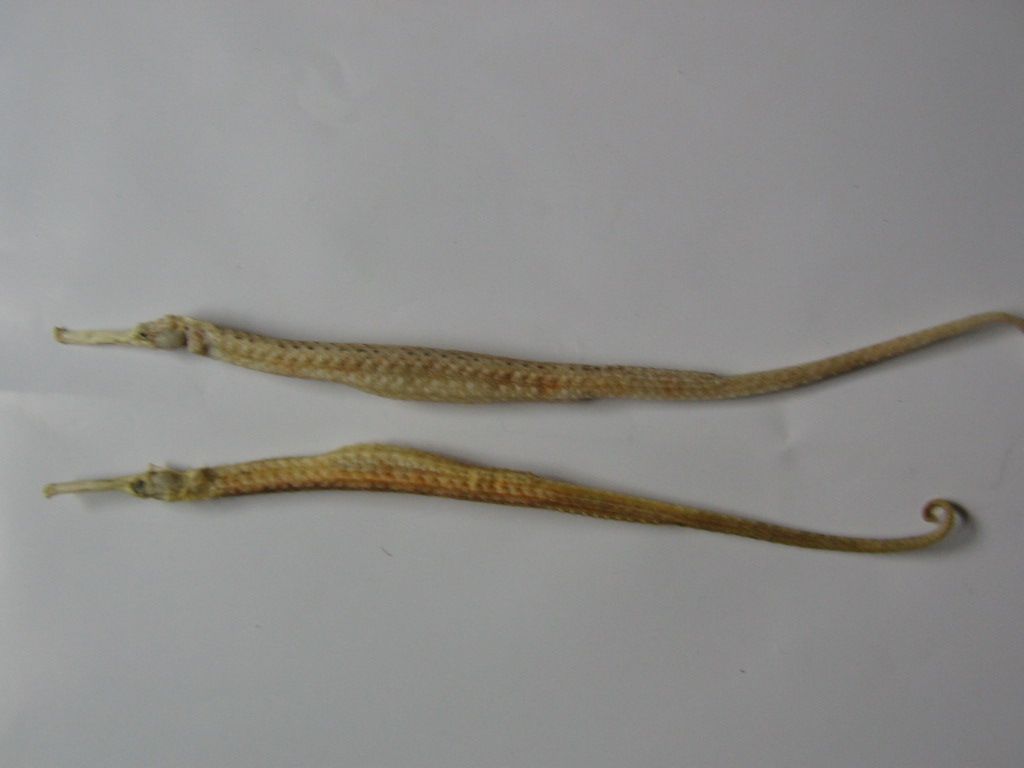  p>管口鱼科(aulostomidae), a target="_blank" href="/item/辐鳍鱼