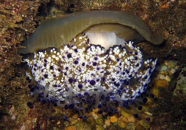  p>蛋黄水母(学名: i>cotylorhiza tuberculata /i>)是钵水母纲 a