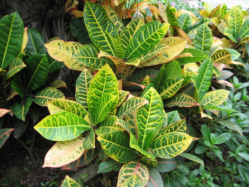 细叶变叶木(细叶变叶木的养殖方法和注意事项) - 123生活百科