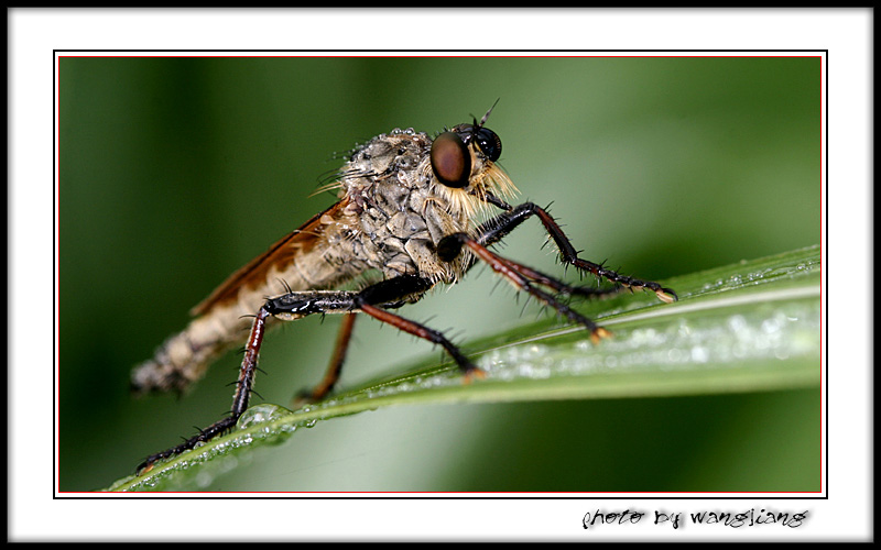 musca domestica vicina