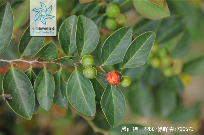 hook. f.)是叶下珠科黑面神属植物.