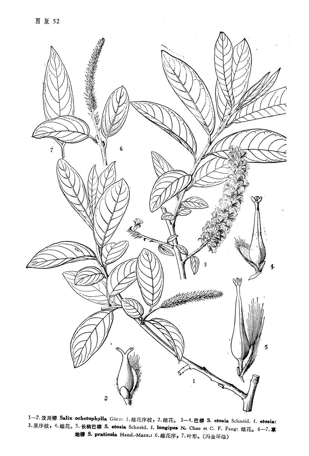 salix ochetophylla goerz