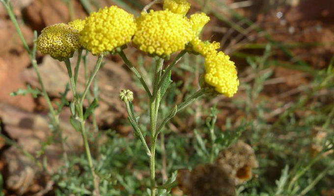  p> b>细叶亚菊 /b>(学名: i>ajania tenuifolia /i>)为菊科亚菊属的