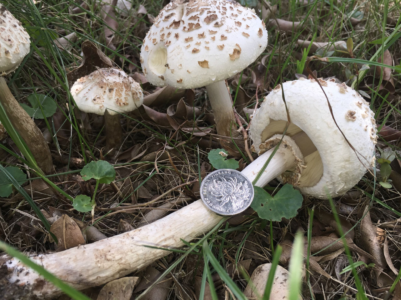  p>大青褶伞(学名: i>chlorophyllum molybdites /i>  (g. mey.