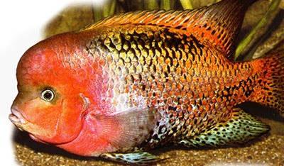  p data-id="gn57gao8y8">又名寿星头,吉祥鱼.丽鱼科.