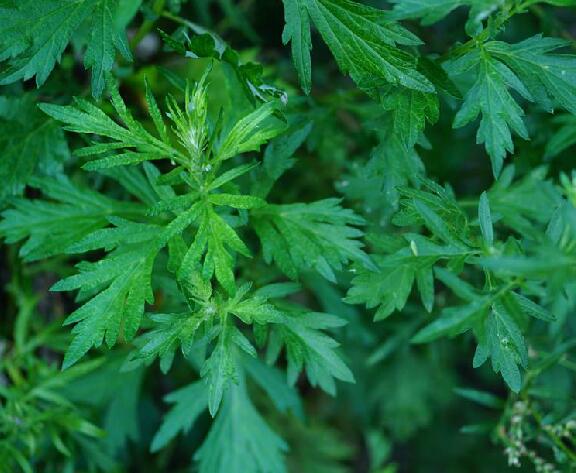 artemisia vulgaris var. xizangensis