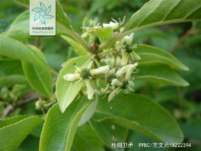 栓翅卫矛