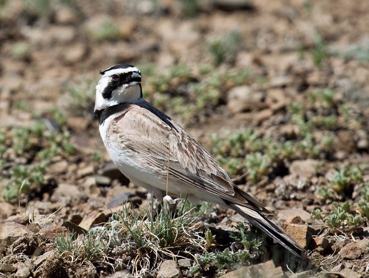  p>角百灵东北亚种(学名: i>eremophila alpestris brandti /i>)是角